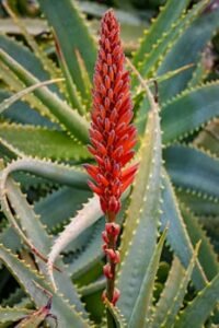 Close-up of a red flowering Aloe vera plant in a sunlit garden, showcasing its vibrant colors and spiky leaves.