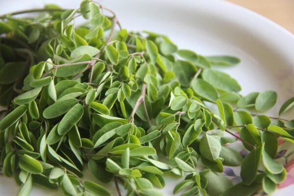 moringa, green, healthy, leafy vegetables, vegetable, fresh, nutrition, moringa leaves, green vegetables, green healthy, green nutrition, moringa, moringa, moringa, moringa, moringa